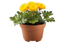 Yellow Flower In A Pot