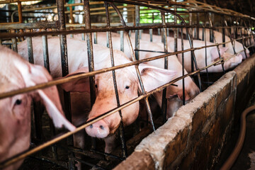 Close-up of Pig in stable, Pig Breeding farm in swine business in tidy and  indoor