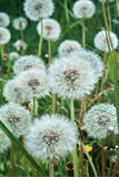 Fototapeta Dmuchawce - A large number of closed dandelion buds. Dandelion in green grass. High quality photo. Close-up