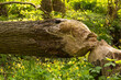 Drzewo ścięte przez bobry leżace na łące pełnej kwitnących na żółto jaskrów . Majowa przyroda . Tereny zamieszkałe przez bobry - raj dla traperów i miłośników przyrody . 
