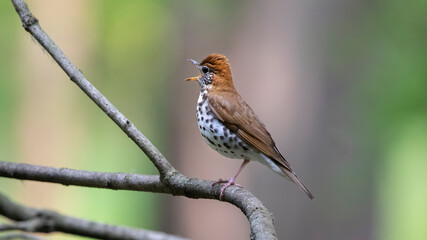 Wall Mural - singing wood thrush