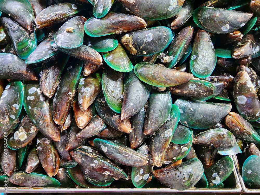 Mussel Names Green-lipped Mussels with barnacles on their shells are sold at seafood ...