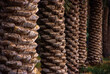Palm tree trunks close-up, sequential and abstract in Magical Palm Plantation
