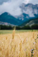 Wall Mural - Wheat field with the Alps mountain in the background and a cloudy sky, near Chatillon en Diois in the South of France (Drome)