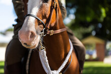 Horse Of Mounted Trooper In Park After ANZAC Day Parade