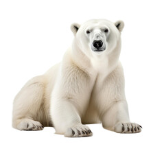 Animal Polar Bear Sitting On A Transparent Background, Generative Ai 