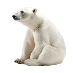 Wall Mural - animal polar bear sitting on a transparent background, Generative ai 