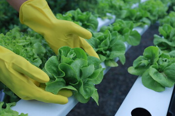 Wall Mural - Hydroponics farm Organic fresh harvested vegetables,Farmers hands holding fresh vegetables