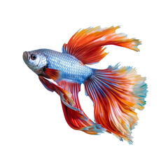 Wall Mural - colorful betta fish isolated on transparent background cutout , generative ai