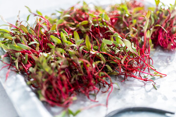 Wall Mural - Radish microgreens