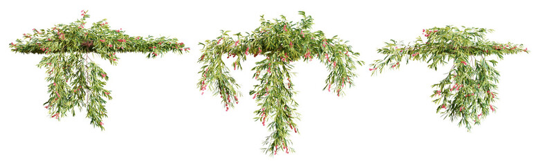 Wall Mural - Set of Grevillea Poorinda creeper plant, isolated on transparent background. 3D render.