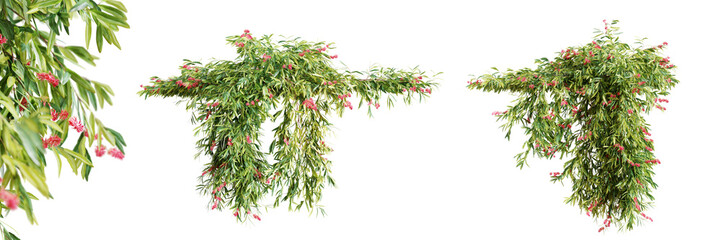 Wall Mural - set of grevillea poorinda creeper plant, isolated on transparent background. 3d render.