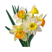 White Yellow Daffodil Flower Arrangement
