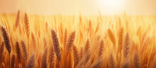 Ripe Ears Of Wheat In A Field On A Blurred Background In Gold Tones. Banner. Generative AI