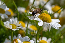 One Small Bee Collects Pollen From A White Chamomile Flower On A Summer Day. Honeybee Perched On White Daisy Flower, Close-up.