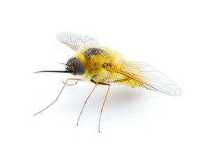 Wall Mural - parasitic bee for hover fly - Systoechus solitus - wing iridescent color, blonde fuzzy furry yellow cream colored.  isolated on white background front side view