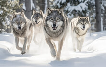 A Pack Of Wolf Running On The Snow In A Montana Forest