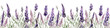 Seamless border of tender watercolor lavender flowers border on transparent background, AI generated