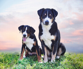 Poster - puppy and adult Appenzeller Sennenhund