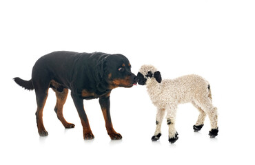 Wall Mural - lamb Valais Blacknose and rottweiler