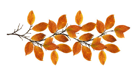 Wall Mural - autumn twig with colorful leaves in a seasonal arrangement isolated on white or transparent backgrou