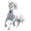 white horse Generative AI Content