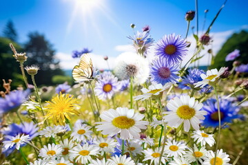 Wall Mural -  wild flower blooming field of cornflowers and daisies flowers ,poppy flowers, blue sunny sky ,butterfly and bee on flowers summer landscap,generated ai