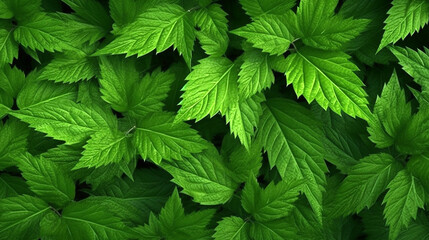 leaves pattern macro background