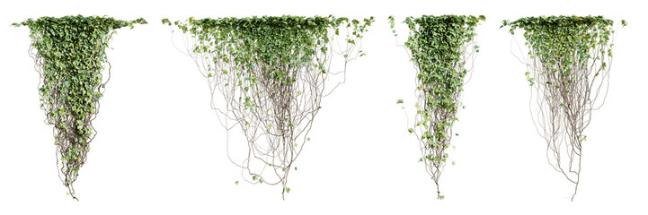 Fototapete - Set of Hedera Canariensis creeper plant, isolated on transparent background. 3D render.