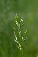 Wall Mural - Soft brome (Bromus hordeaceu) with water droplets on green background.