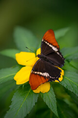 Wall Mural - Butterfly Siproeta epaphus in a rainforest