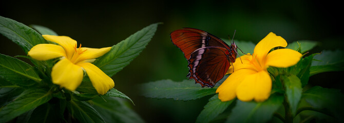 Wall Mural - Butterfly Siproeta epaphus in a rainforest