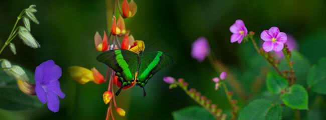 Wall Mural - Butterfly Green swallowtail butterfly, Papilio palinurus in a rainforest