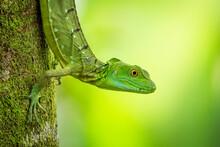 Awesome Plumed Basilisk (Basiliscus Plumifrons) From Costa Rica