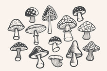 Hand Drawn Natural Mushroom Illustration Design