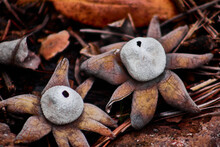 Two Earthstar Mushroom On Ground, Astraeus Hygrometricus In Forest Of Mexiquillo Durango, Mushroom With Shape Of Star 