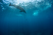 wild dolphin in the sea