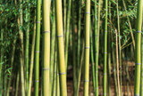 Fototapeta  - Green Bamboo forest, Natural as background.