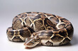Image of boa snake on white background. Reptile. Wildlife Animals. Illustration. Generative AI.