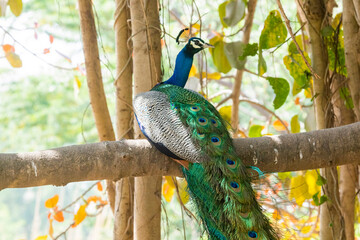 Wall Mural - A peacock sitting with its feathers spread