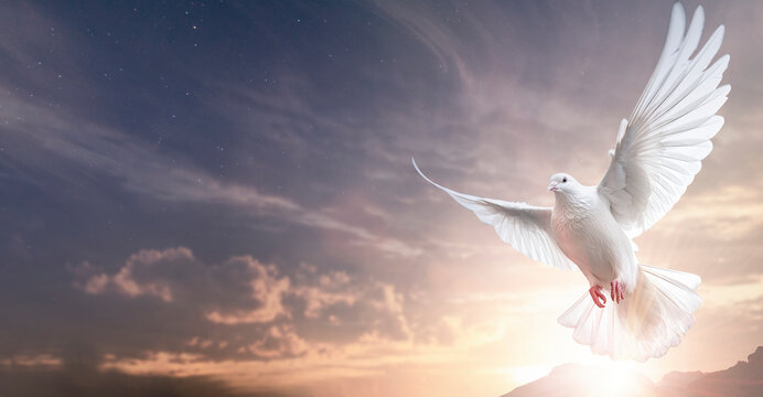 one white dove freedom flying wings on sunset wide sky background. symbol of international day of pe