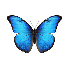 Blue Morphos butterfly isolated on white