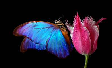 Aufkleber - bright blue tropical morpho butterfly on tulip flower in dew drops isolated on black
