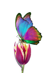 Wall Mural - bright colorful tropical morpho butterfly on tulip flower in water drops isolated on white