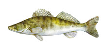 Watercolor Zander, Sander Or Pikeperch (Sander Lucioperca). Hand Drawn Fish Illustration Isolated On White Background.