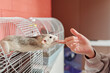 © TrueFrame Collective - Close-up of cute pet fancy rat stretching its body out of cage holding finger of unrecognizable kid licking treats off