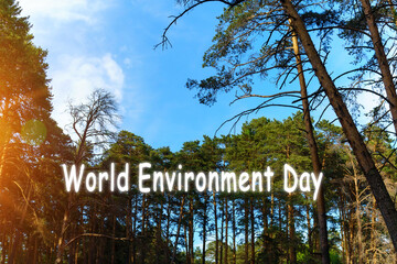 Wall Mural - World environment day. Summer pine forest against a blue sky, with space for copying text