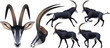 © Lynxonatree - sable antelope rare african animal Hippotragus niger