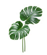 © Paitoon - Natural Monstera leaves isolated on white background. Clipping path.