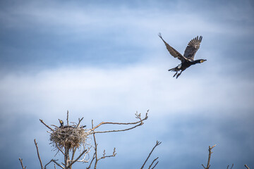 Couple of beautiful black cormorants nesting in a big nest on the tree on the coast of the Baltic Sea in spring, male flying away to fish